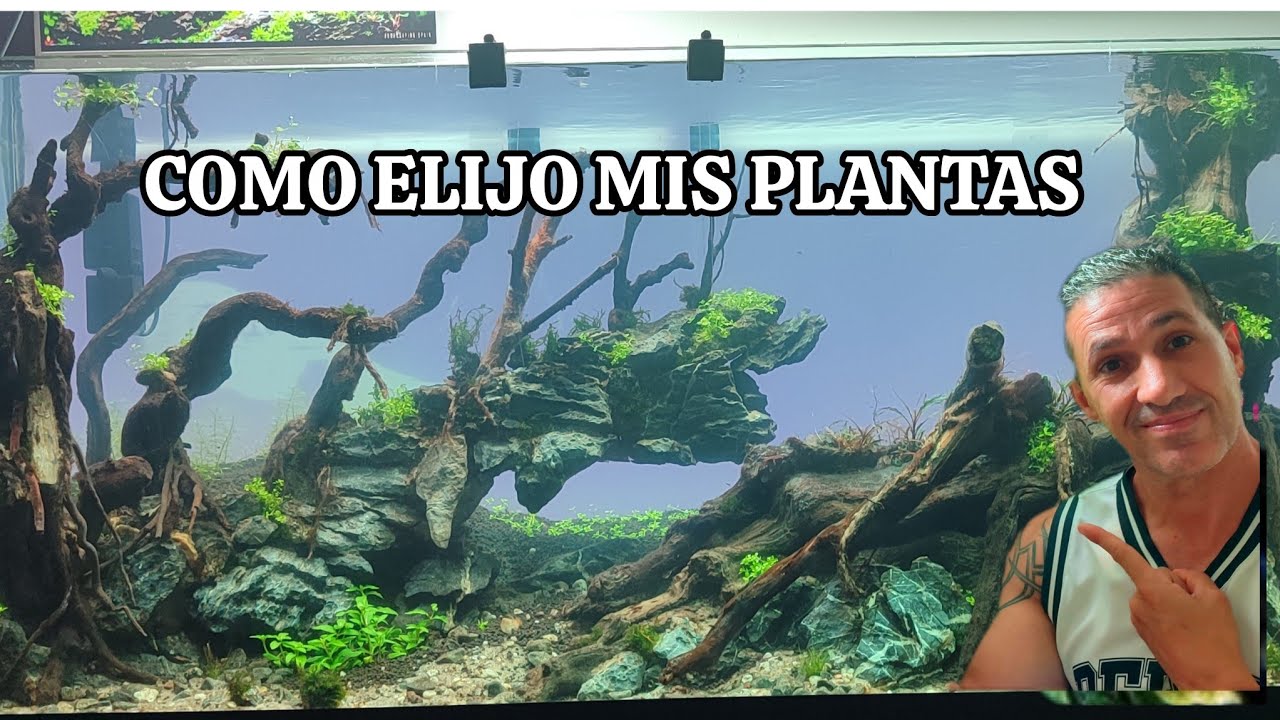COMO ELIJO LAS PLANTAS DE MI ACUARIO