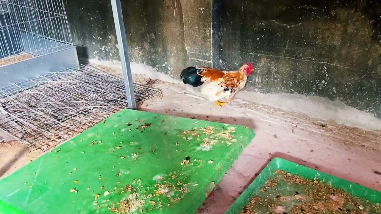 Tre Bắc cộc bông cam 