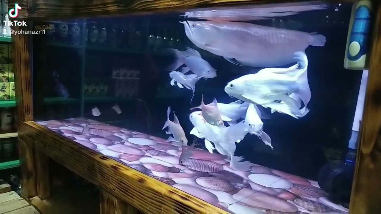 ikan koi slayer super kumpay