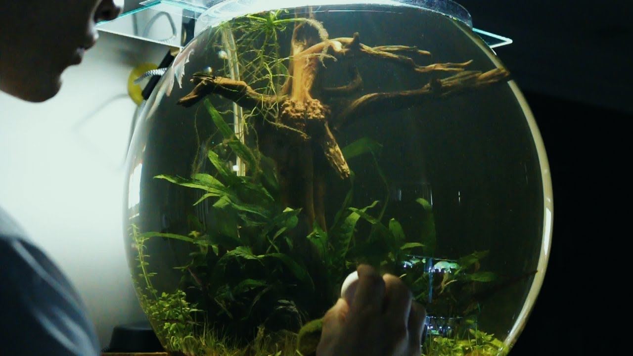 2 mths update Giant Fish Bowl aquascape (No Co2/ferts) Project:Calvary