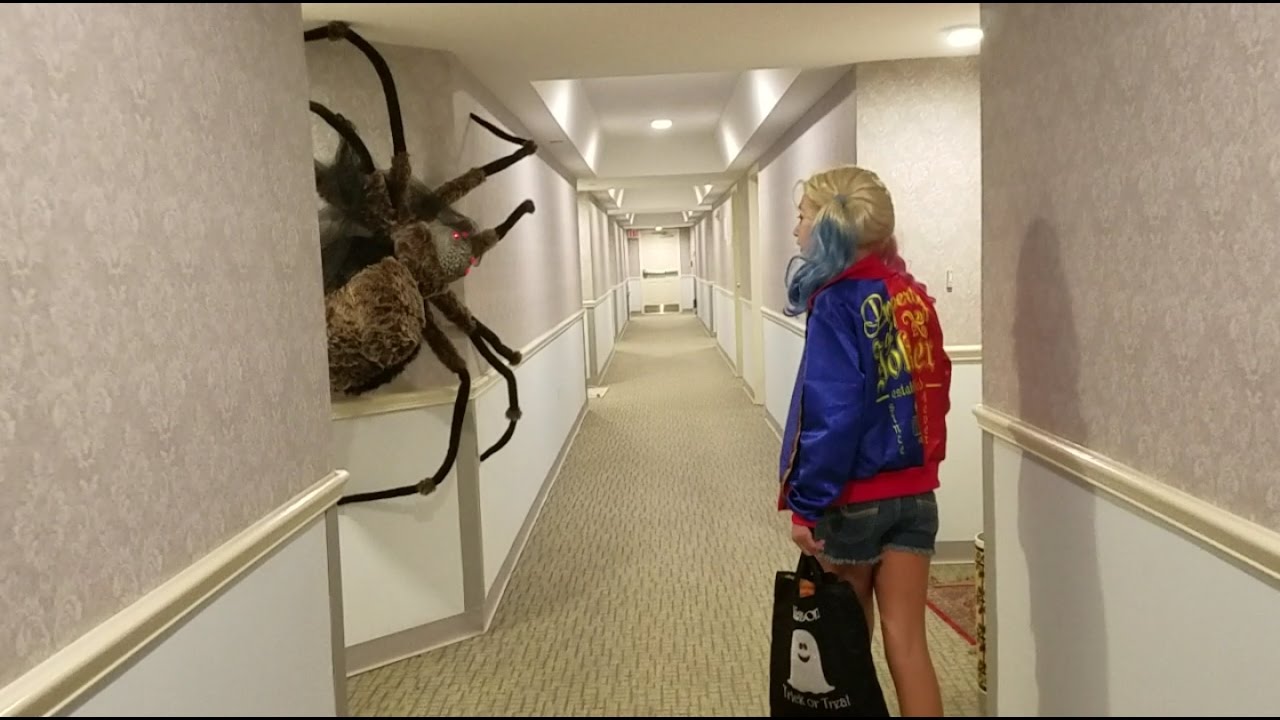 World's largest Spider Ever