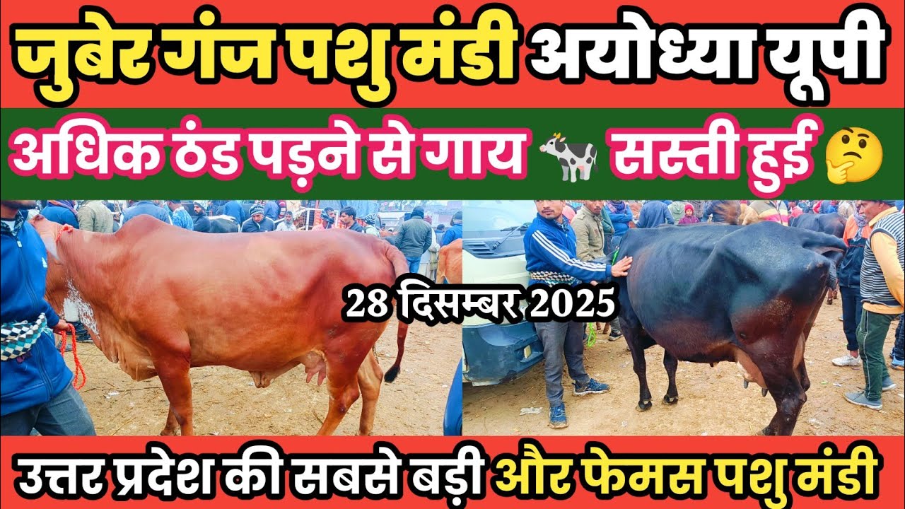 जुबेर गंज पशु मंडी अयोध्या यूपी। आज दिनांक 28 दिसम्बर 2025। का नया अपडेट गाय 🐄 मंडी से देखिए 😱