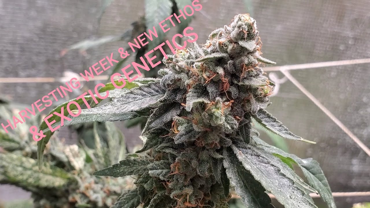 K.I.S. EPISODE 24 HARVESTING DANK DENSE ORGANIC WEED & GENETICS UPGRADE