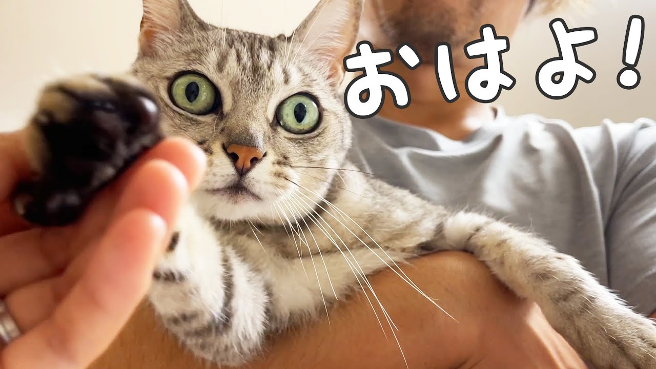 朝はママとパパの周りに集まって甘える猫たち