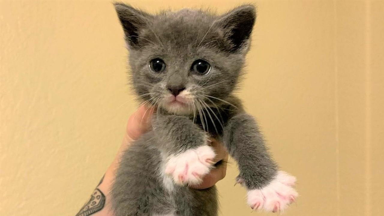 Four tiny kittens, dying from severe diarrhea, were too weak to eat until love gave them hope.