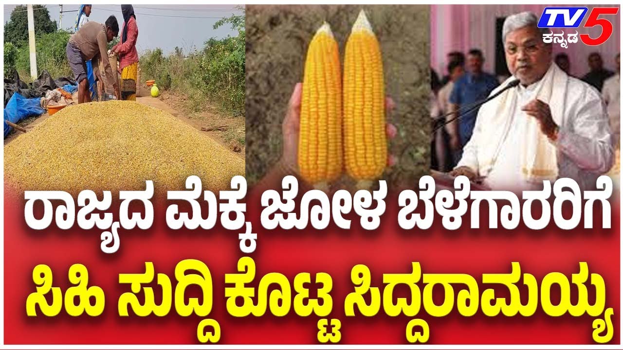 Siddaramaiah Announces Good News For Maize Farmers ಮೆಕ್ಕೆ ಜೋಳ ಬೆಳೆಗಾರರಿಗೆ ಸಿಹಿ ಸುದ್ದಿ ಕೊಟ್ಟ CM