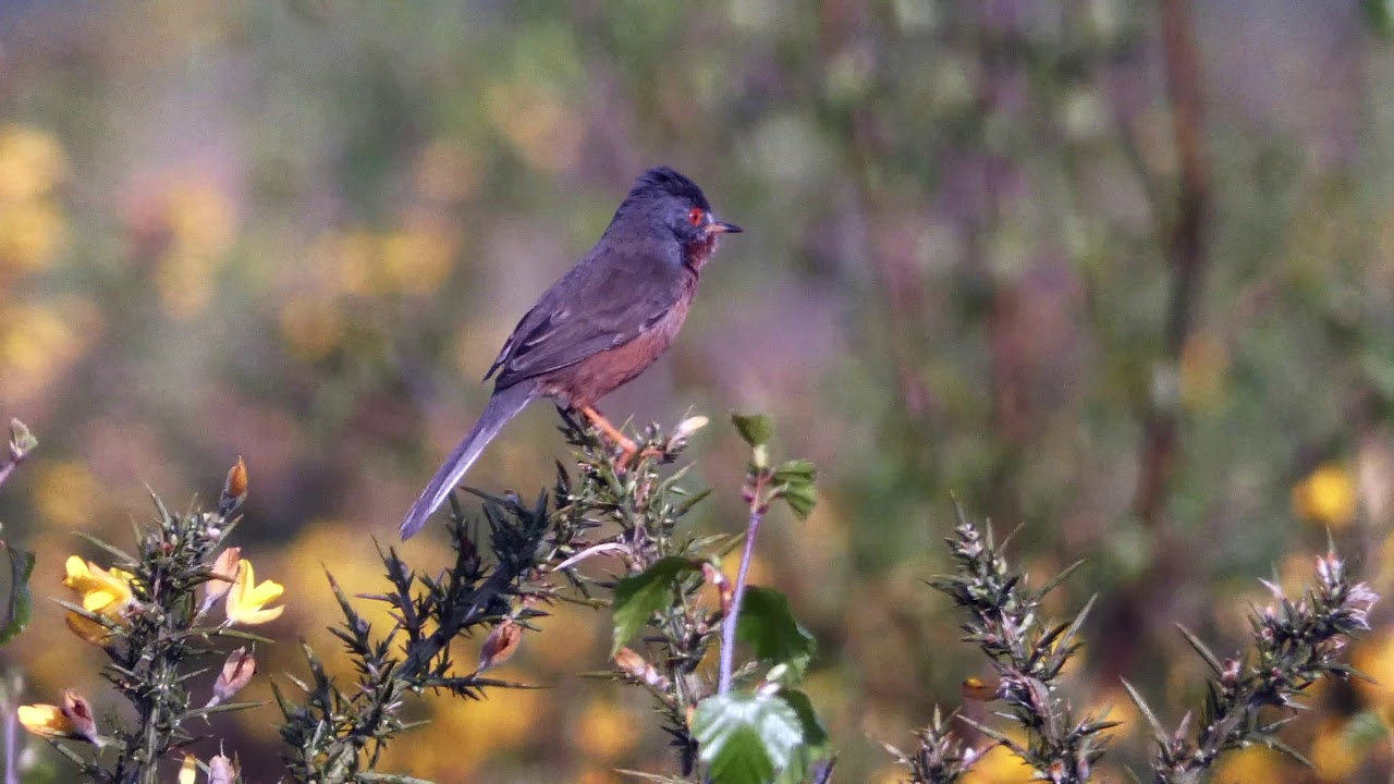 A Dartford Warbler Calling