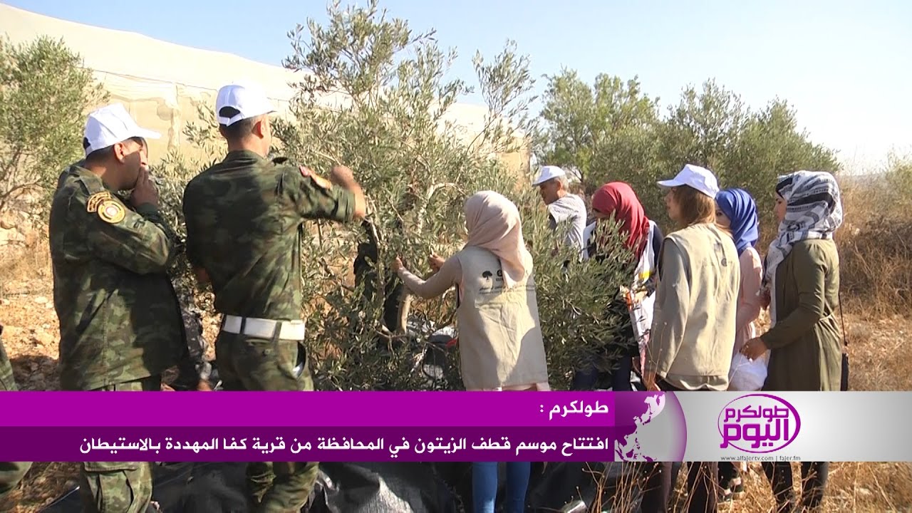 افتتاح موسم قطف الزيتون في طولكرم من قرية كفا المهددة بالاستيطان