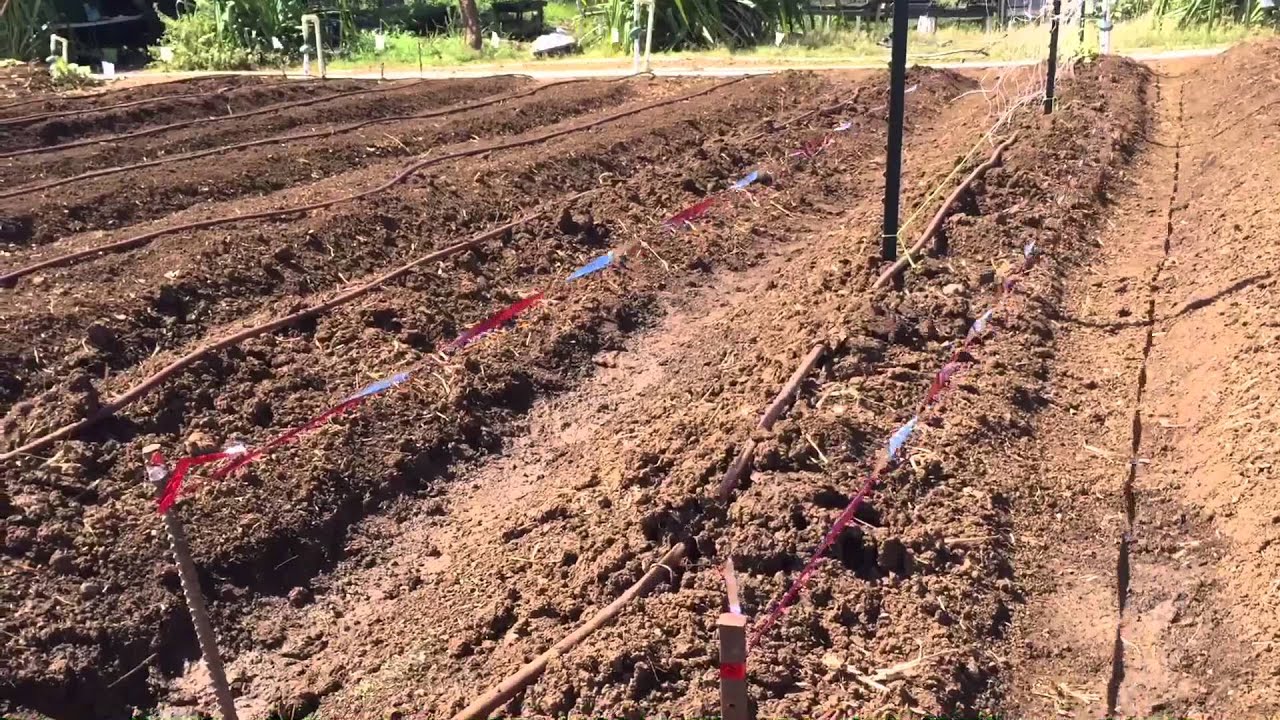 Using Flash Tape To Prevent Bird Damage