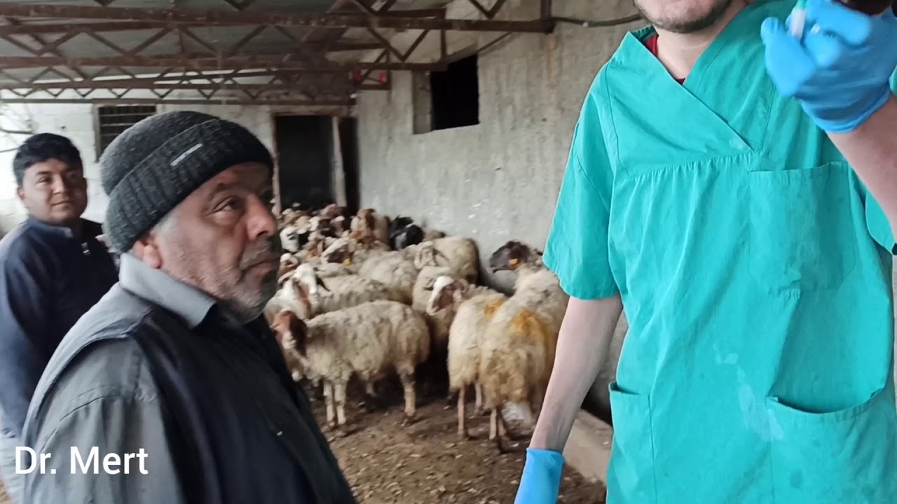 Yağmurlu bir günde 🐑 koyunlara karma aşısı yapıyoruz. #çelerme,#koyunçelerme#koyunculuk#evdekal