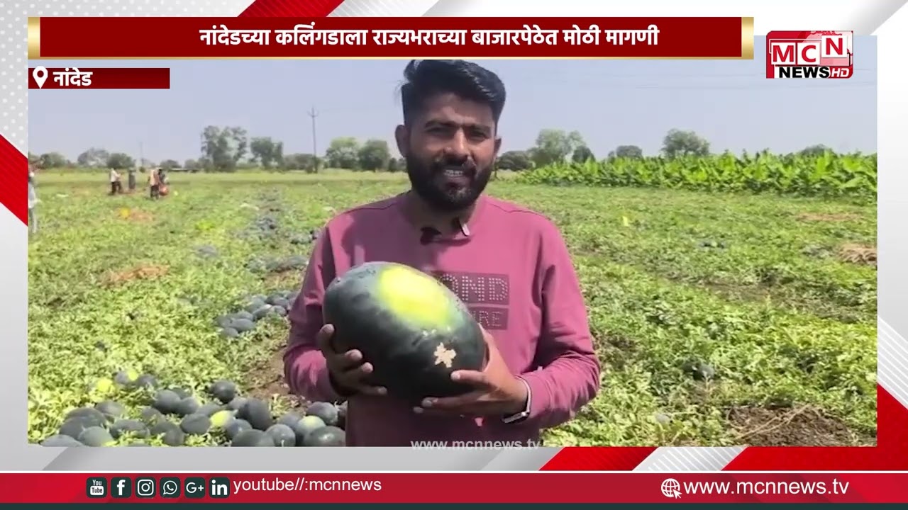 MCN NEWS |नांदेडच्या कलिंगडाला   राज्यभराच्या बाजारपेठेत मोठी मागणी