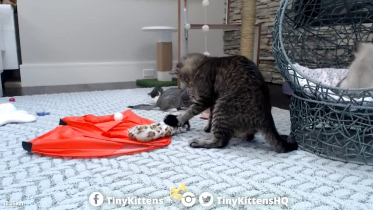 Tiny Kittens Mason & canadian kittens play too cute 7-25-2017