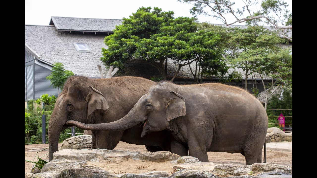 A Great Migration Begins at Taronga Zoo Sydney
