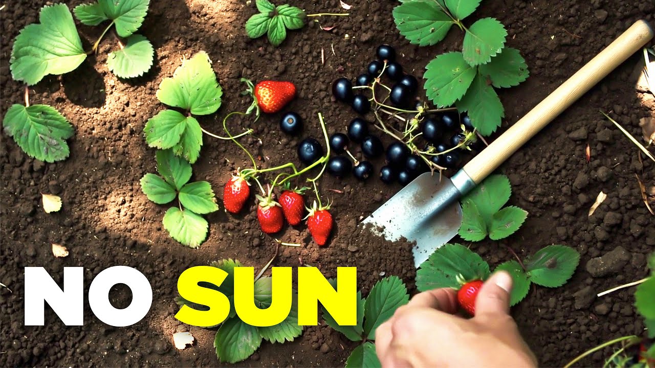 Нет солнца — не проблема! — 20 фруктов, которые любят тень.