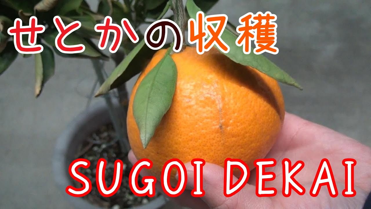 庭030 せとかの収穫 SUGOIDEKAI 挿し木の結果