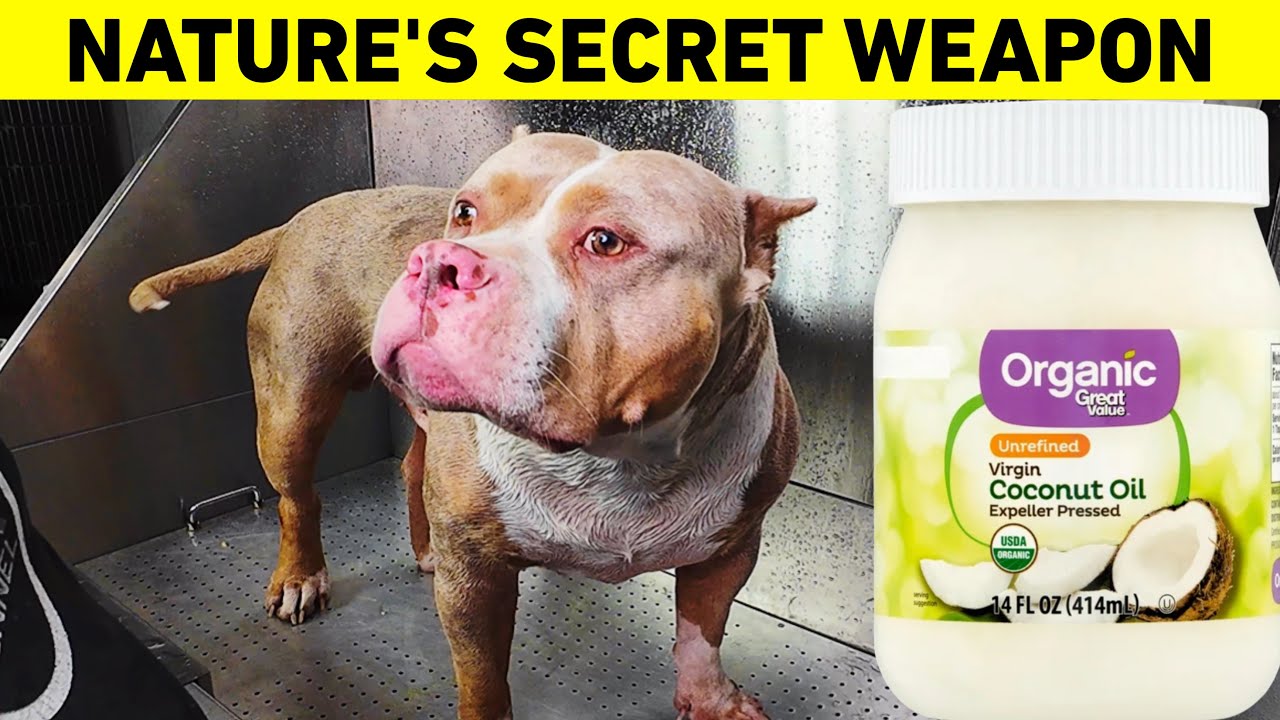 Can COCONUT OIL Really Clear Your Dogs Skin Problems in 7 Days?