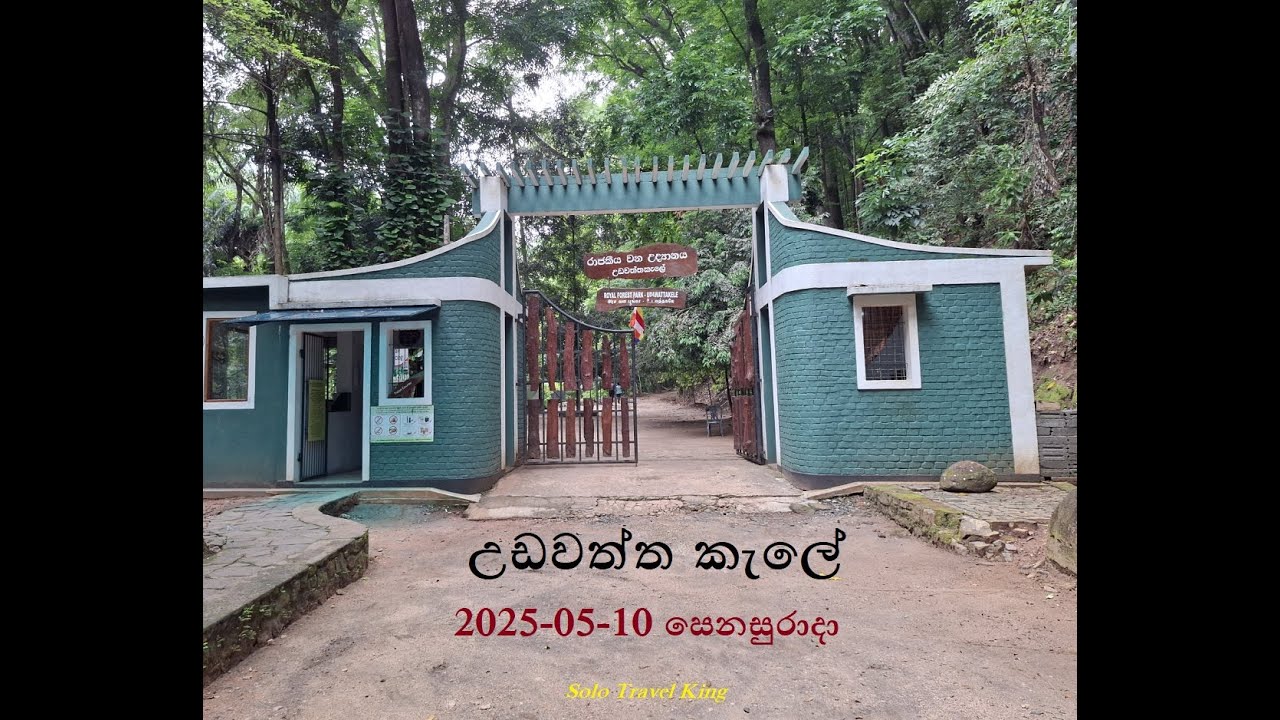 උඩවත්ත කැලේ | Udawatta Kele Sanctuary | Udawattakele Forest |2025-05-10 සෙනසුරාදා