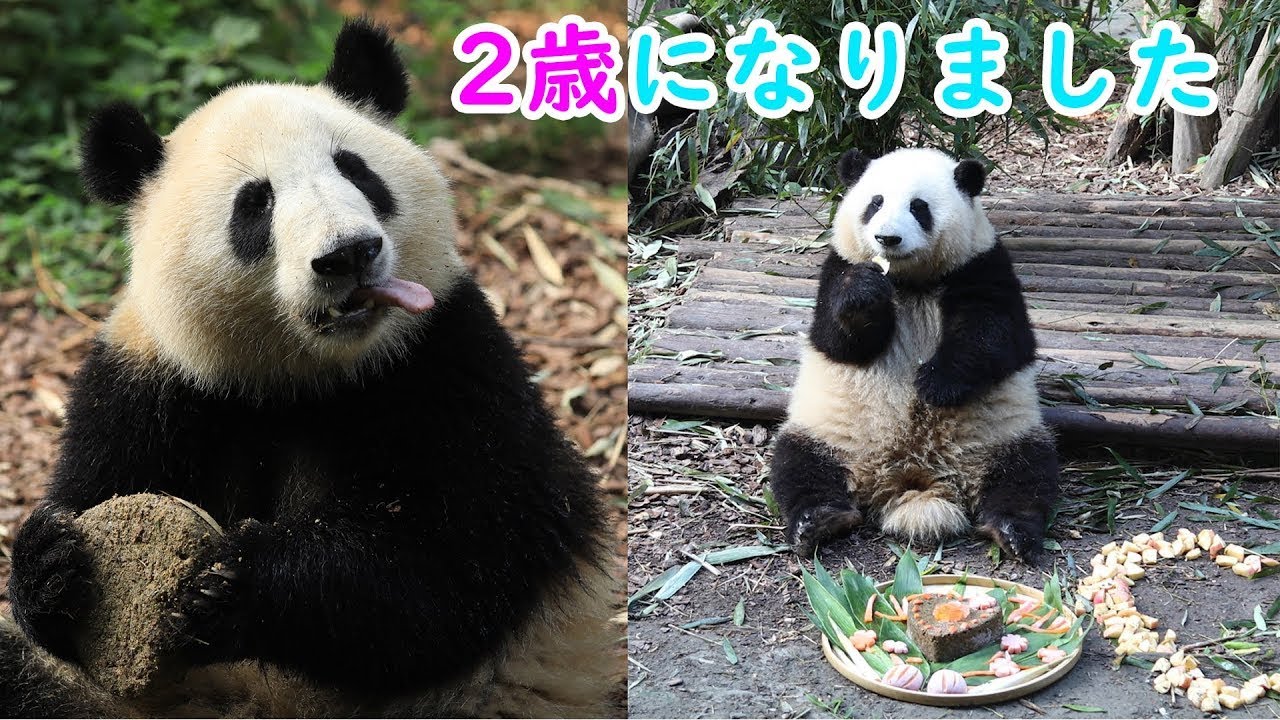 「和花」と「和葉」2歳の誕生日会 | iPanda パンダ楽園