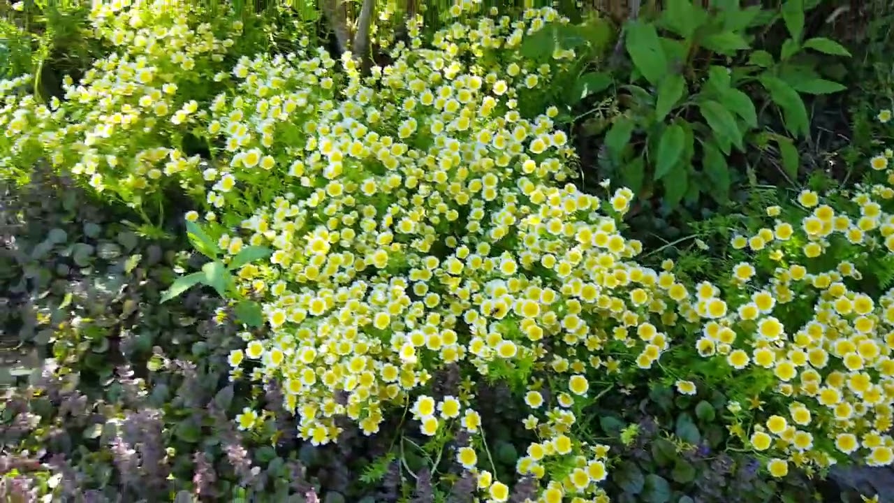 Cornus capitata to Pyracantha flowers