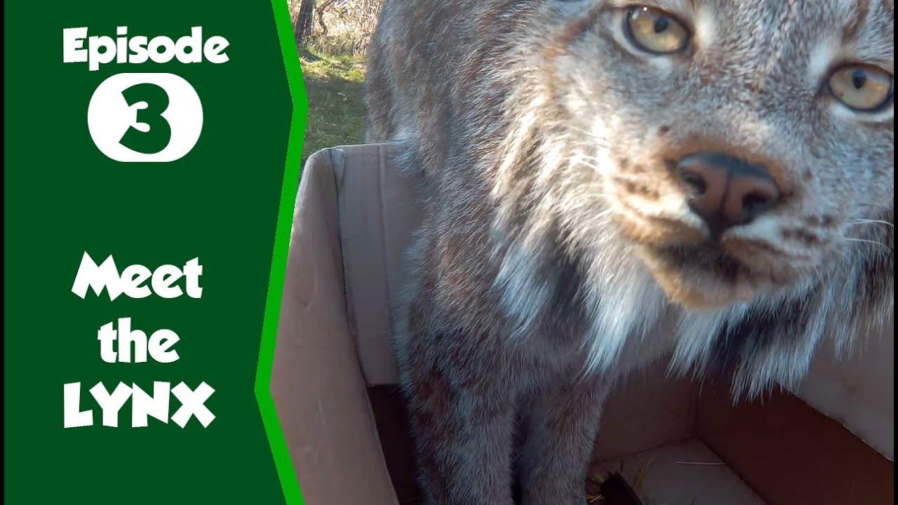 Meet the Canadian Lynx at Northumberland Zoo, our keepers give them fun enrichment!
