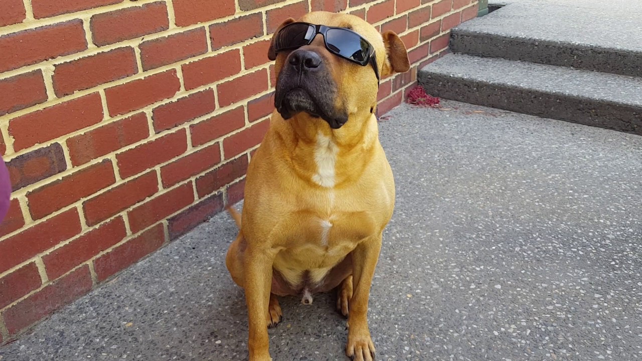 Bullet the wonder dog