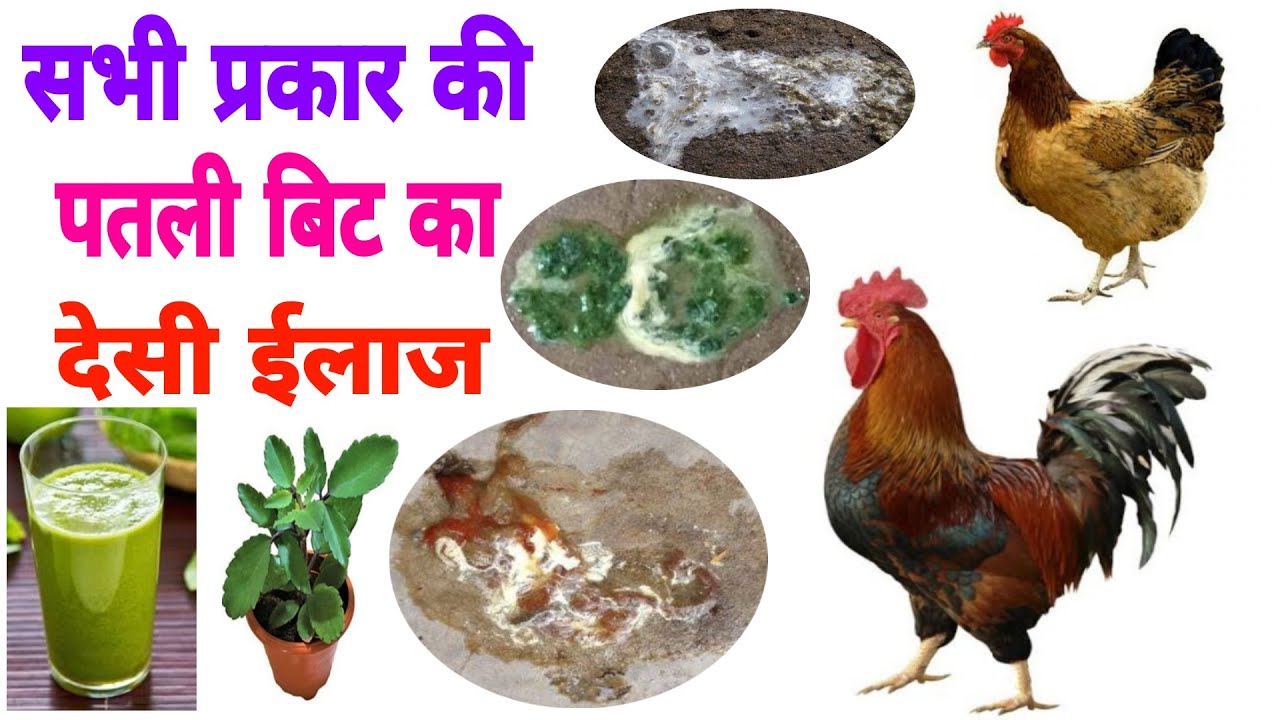मुर्गी की सभी प्रकार की बिट का देसी ईलाज | पतली बिट का इलाज | Homemade Treatment of Chicken
