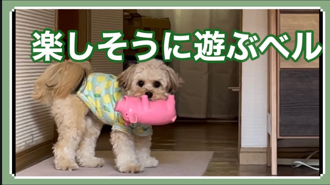 【チワプー】楽しそうに遊ぶベル