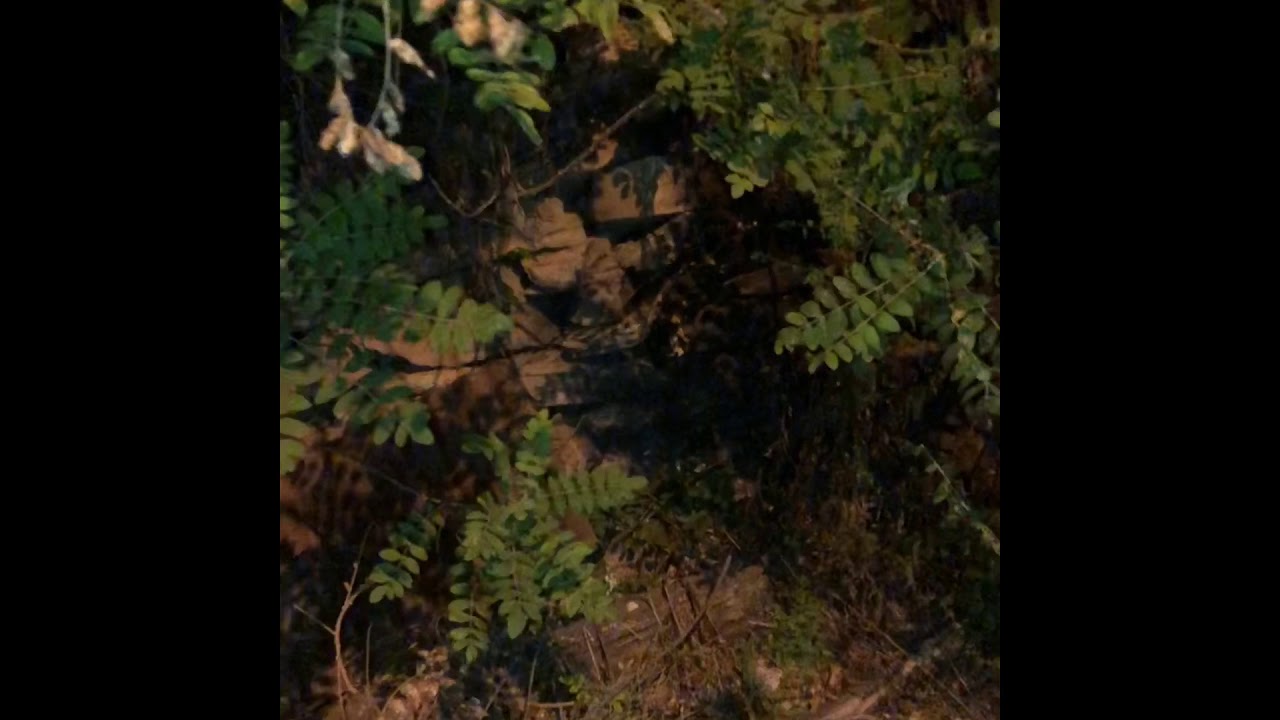 Akrep Avı scorpion hunt مطاردة العقرب chasse au scorpion