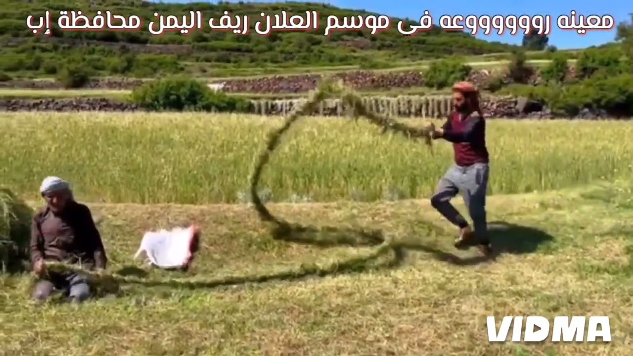 معينة المزارع موسم العلان ارياف اليمن محافظة إب ♥رووووعه#2025 لاتنسوالإشتراك بالقناةيصلكم كل جديد♥