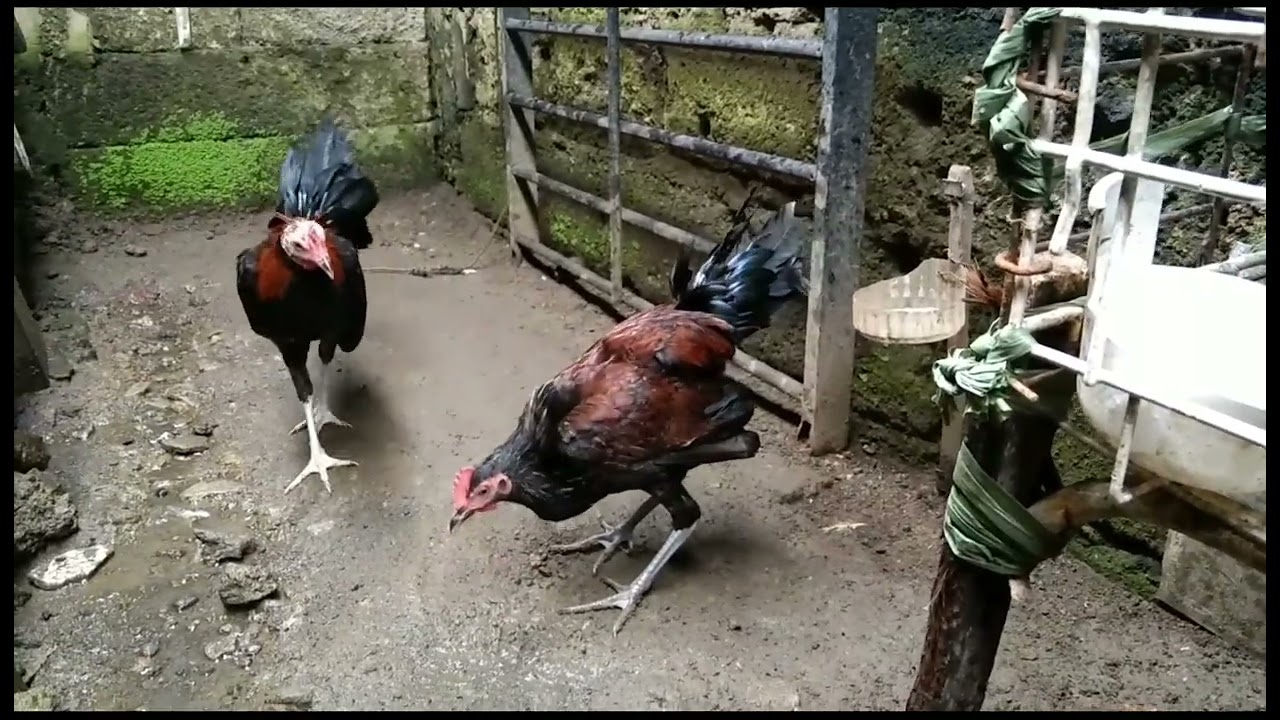 four months old na sila/my second breeding (@amigo_sgvlog5599)