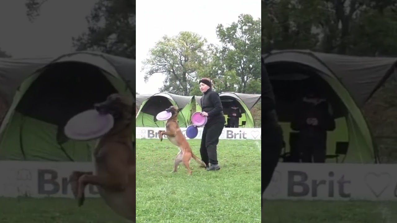 USDDN EC 2024🇵🇱 Aleksandra Węgrzyn& Nayra ✨ #discdog&nbsp;#dogfrisbee&nbsp;#usddn #discdogclubcz&nbsp;#dogfrisbeecz
