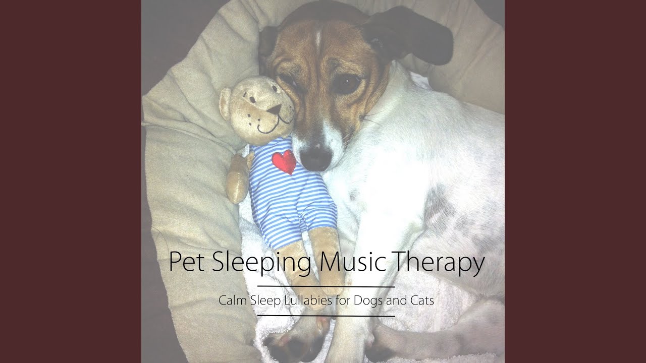 Pet Music for Harmony at Home
