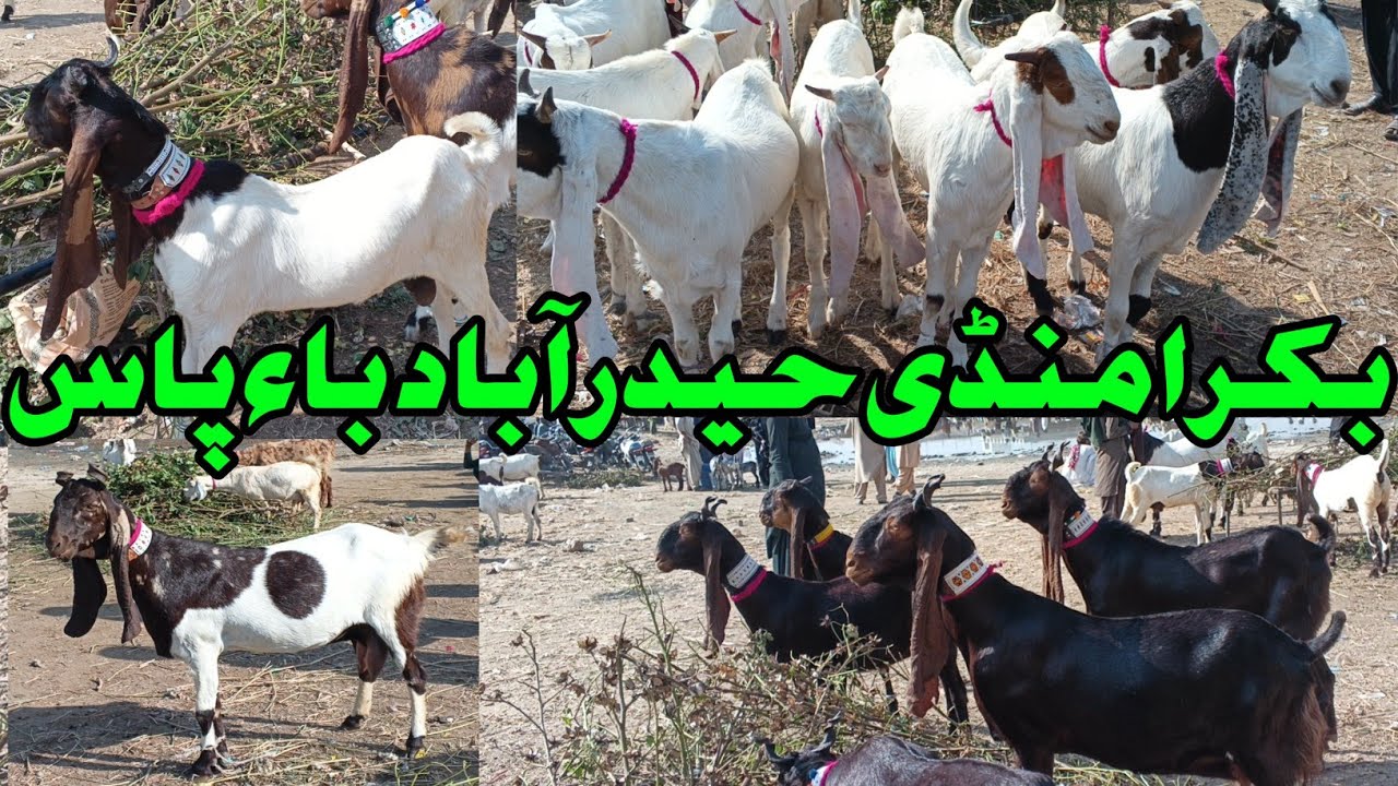 Bakra Mandi Hyderabad bypass 2025 Update
