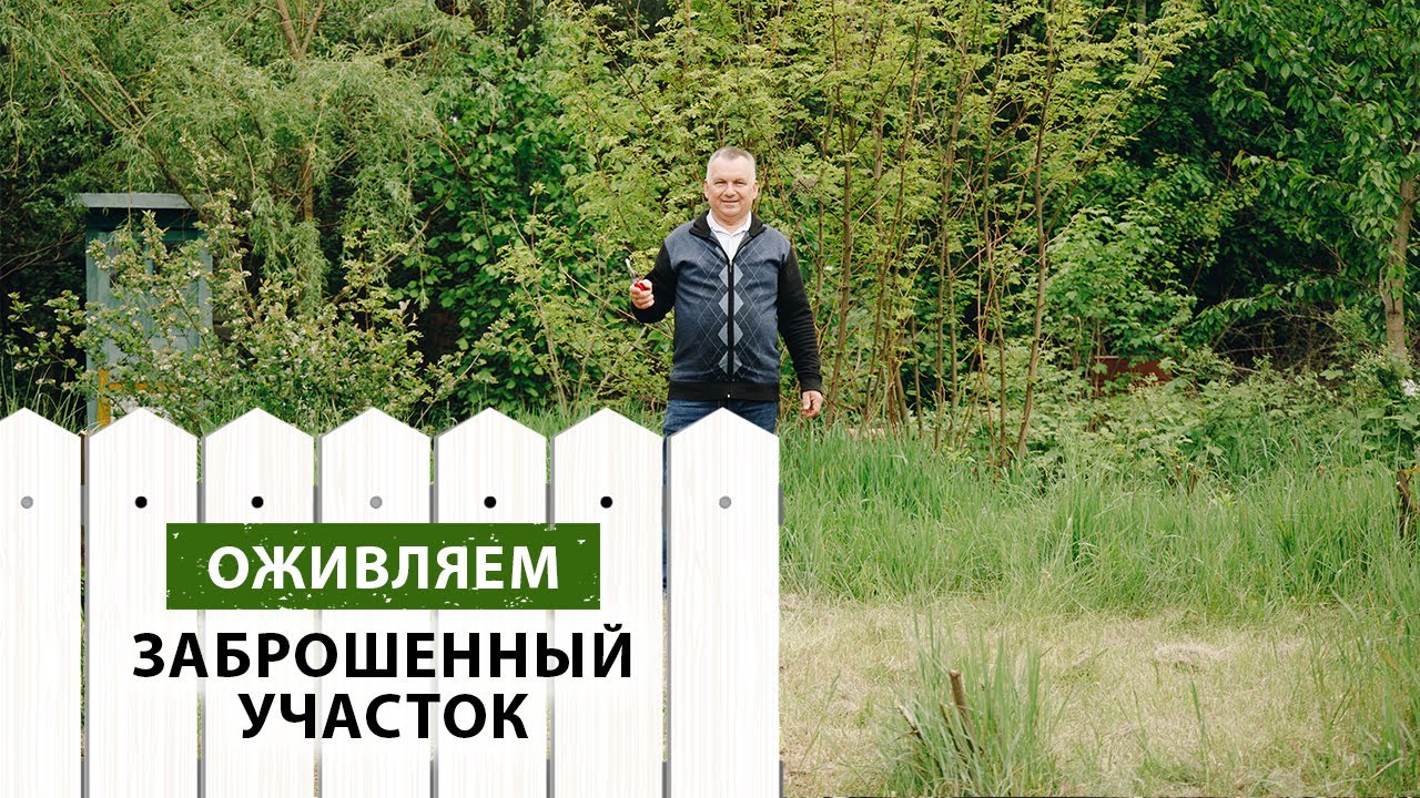 Оживляем заброшенный участок