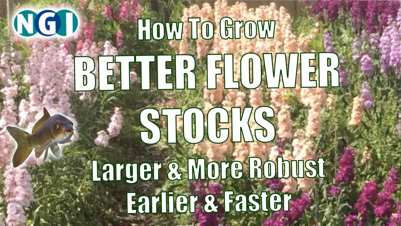 How to Grow BETTER FLOWER STOCKS, Faster & More Robust