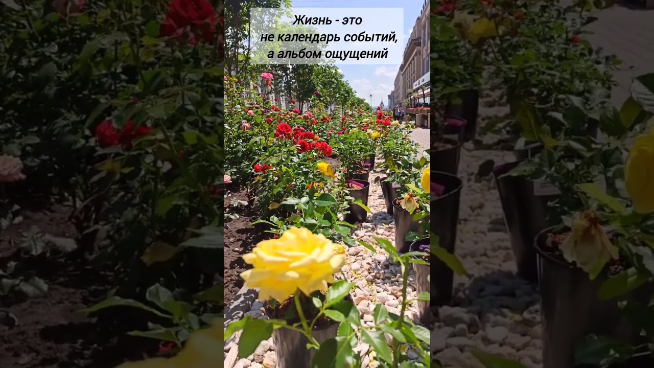 Лето. Июнь. Цветы #летовгороде #жараиюнь #порароз #розы