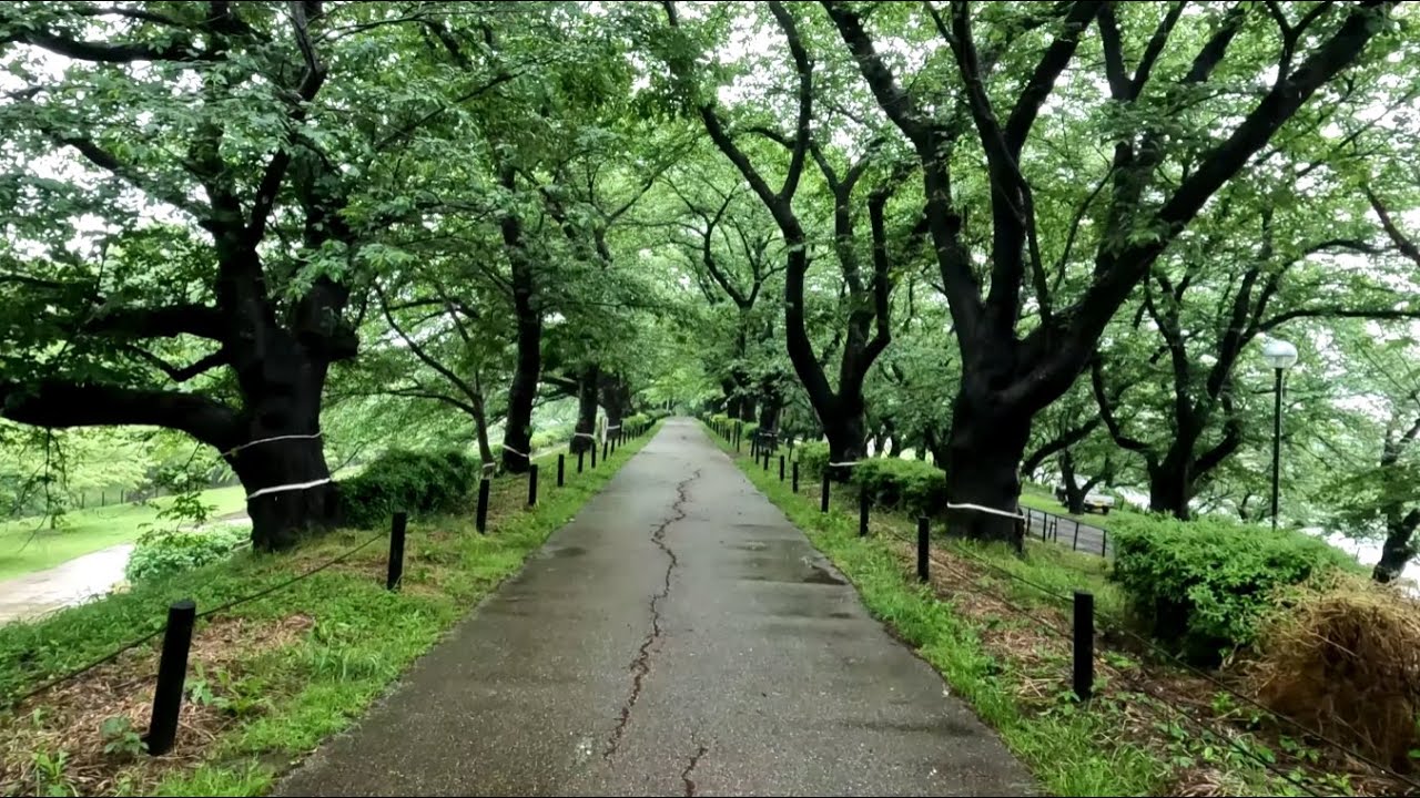Rainy Walk in a Japanese Park | No Talking ASMR Ambient