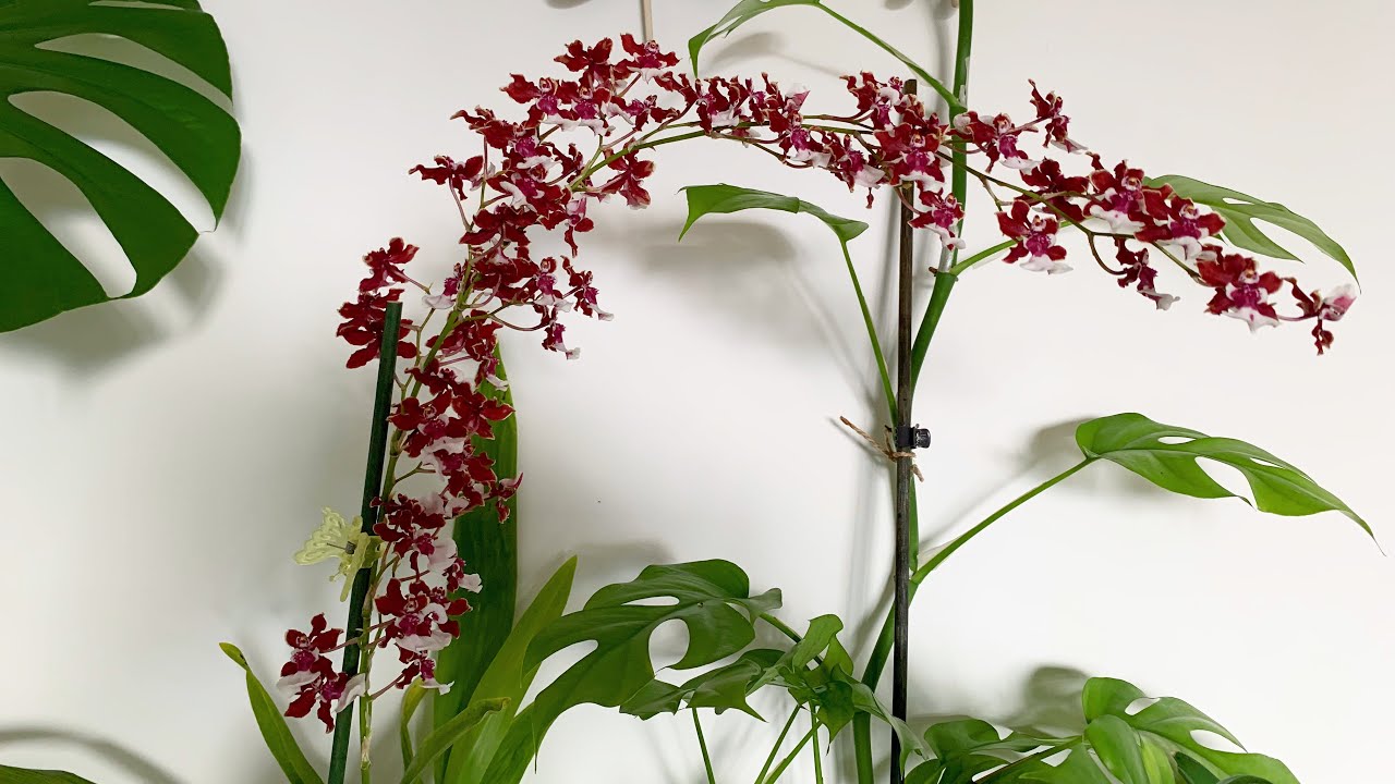 巧克力文心兰开花秘诀Oncidium Sharry Baby