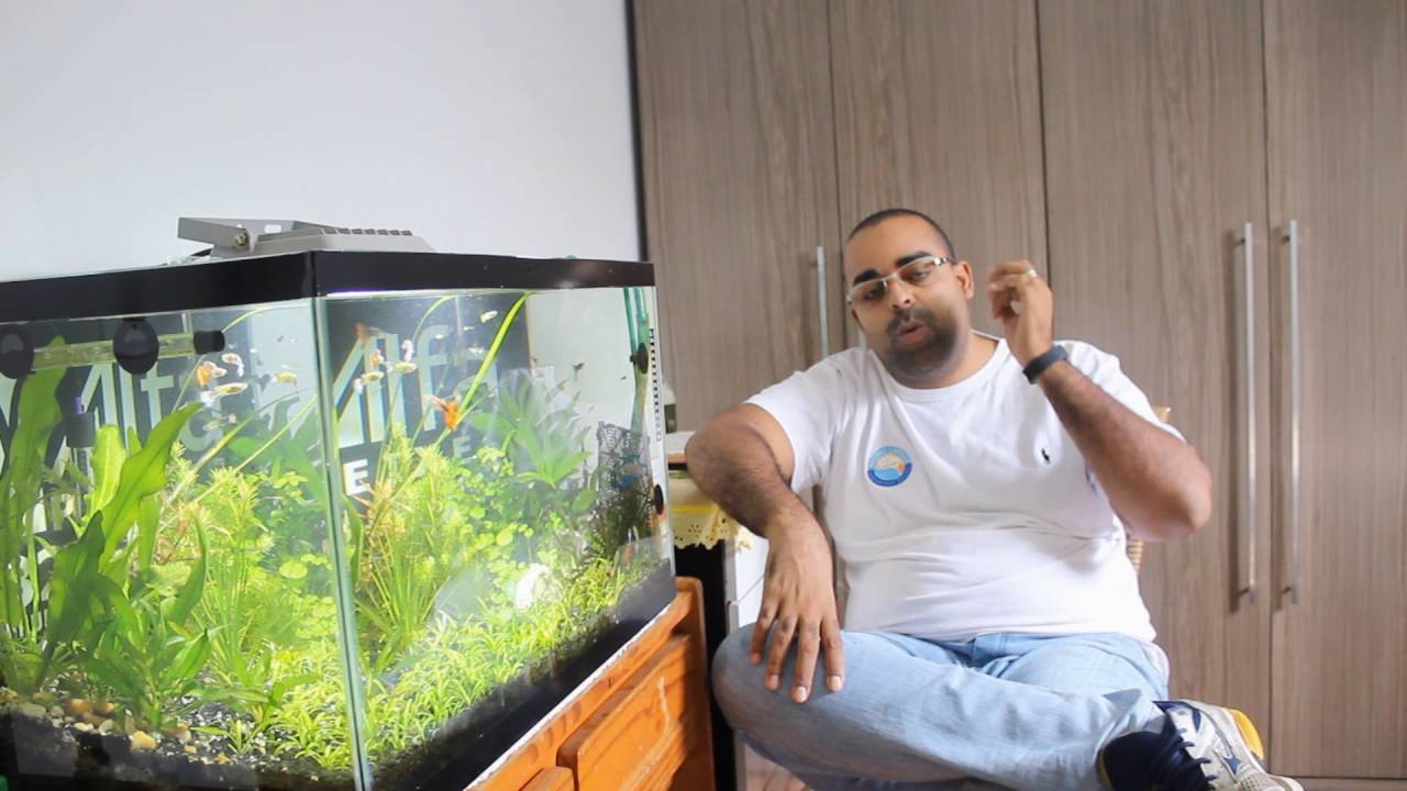 ALEVINOS DE LEBISTES/GUPPYS PRINCIPAIS CUIDADOS