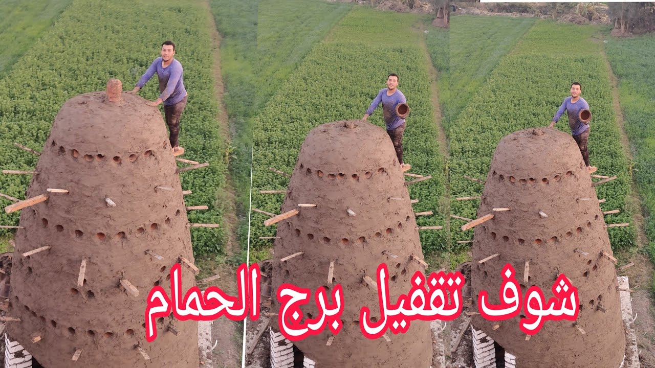 شوف ابو مازن بيقفل برج 750 فخاره في البحيره و بيرد علي سوال المتابعين عن جمع الحمام 01010558690