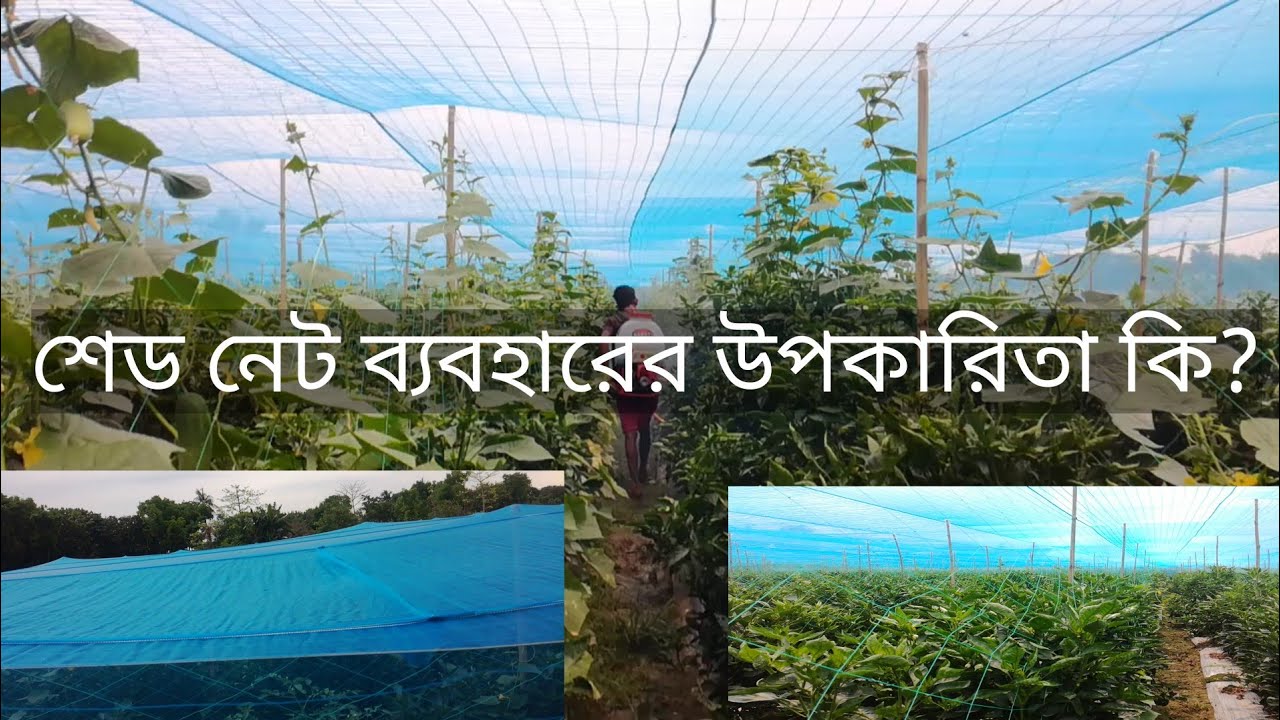 নেট হাউজে ক্যাপসিকাম চাষ  -ক্যাপসিকাম চাষ পদ্ধতি। নেট হাউজে ক্যাপসিকাম চাষের উপকারিতা কি ?