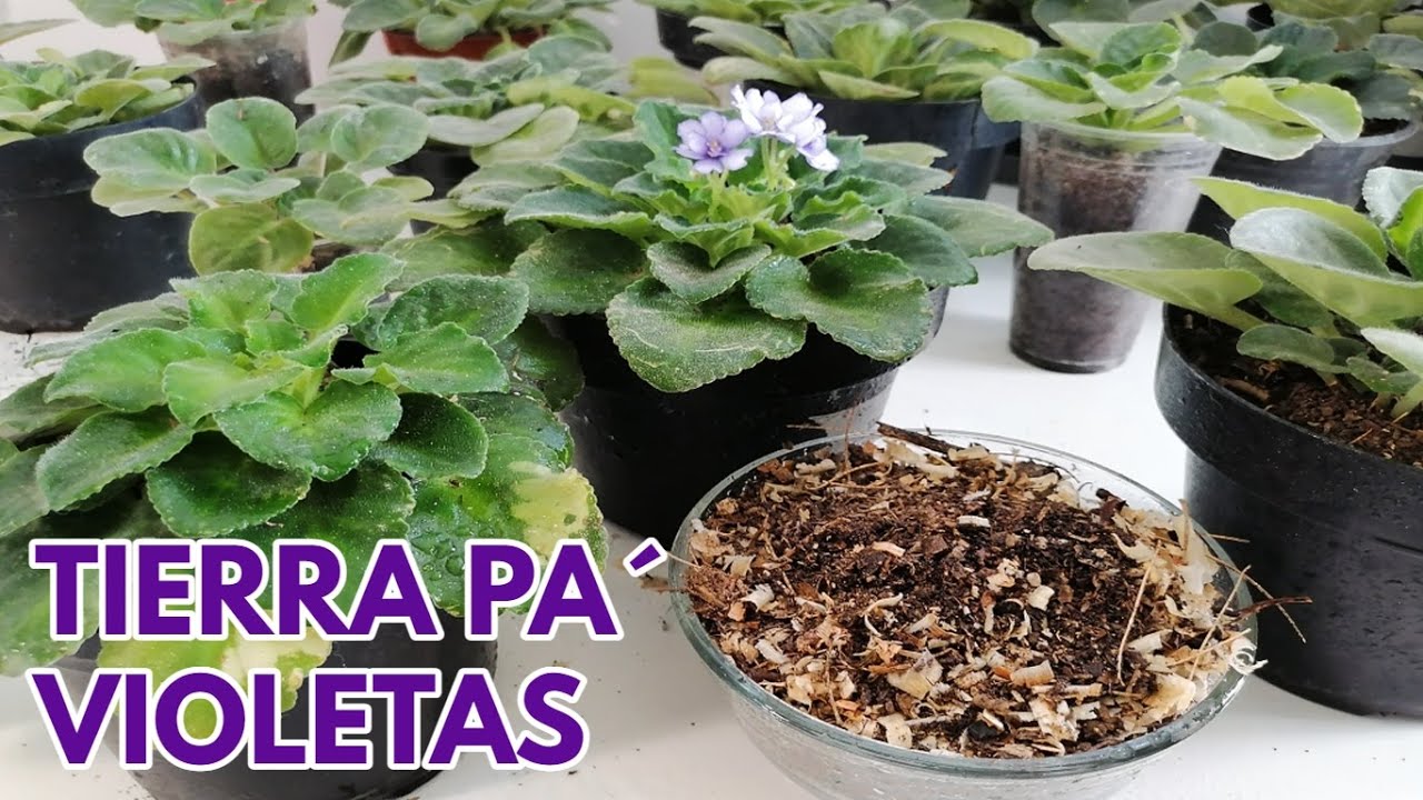 Sustrato super bueno para Violeta Africana chuyito jardinero