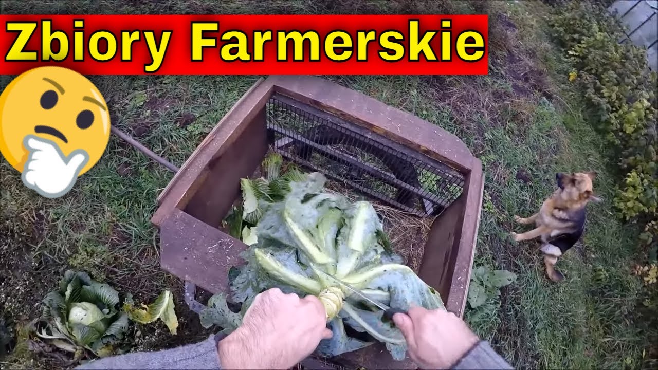 Odkładam młode króliki. | Dymy na Farmie. Pierwsza noc Huga. | Zbiór papryki  i kapusty!