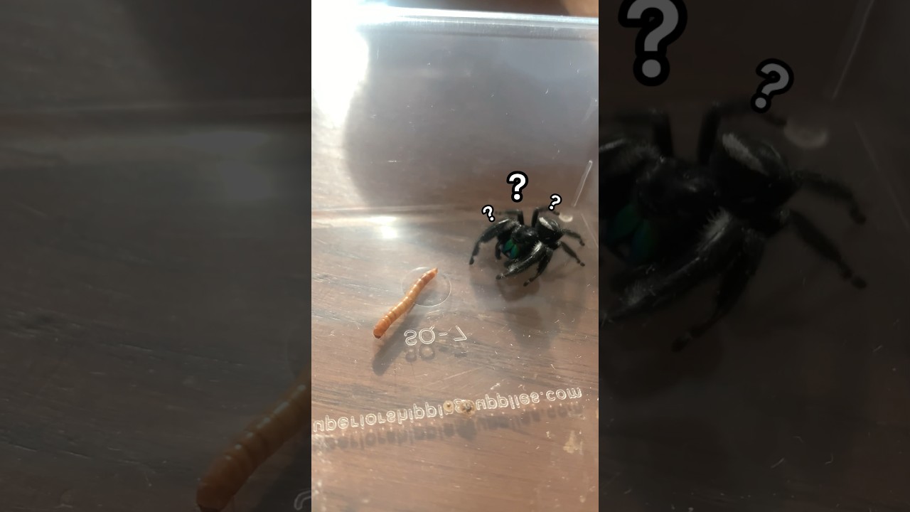 Jumping Spider doesn&rsquo;t know what to do with the worm! Regal male #jumpingspider #arachnophobia
