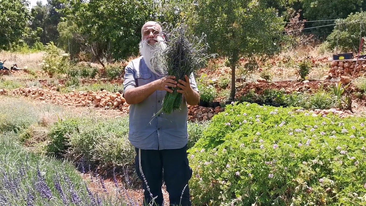 בוסתן ואנציקלופדית תלמוד הצמחים   אזוביון