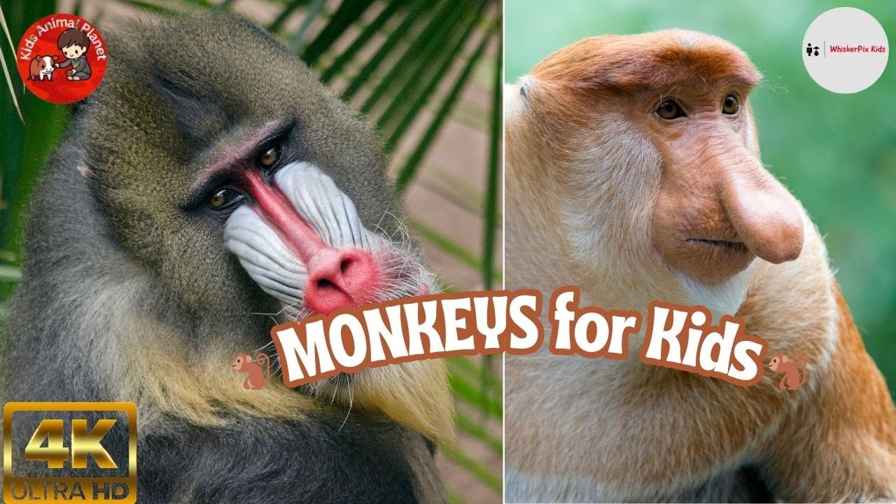 🐒 MONKEYS for Kids | Interesting Monkey Facts for Children! 🐒
