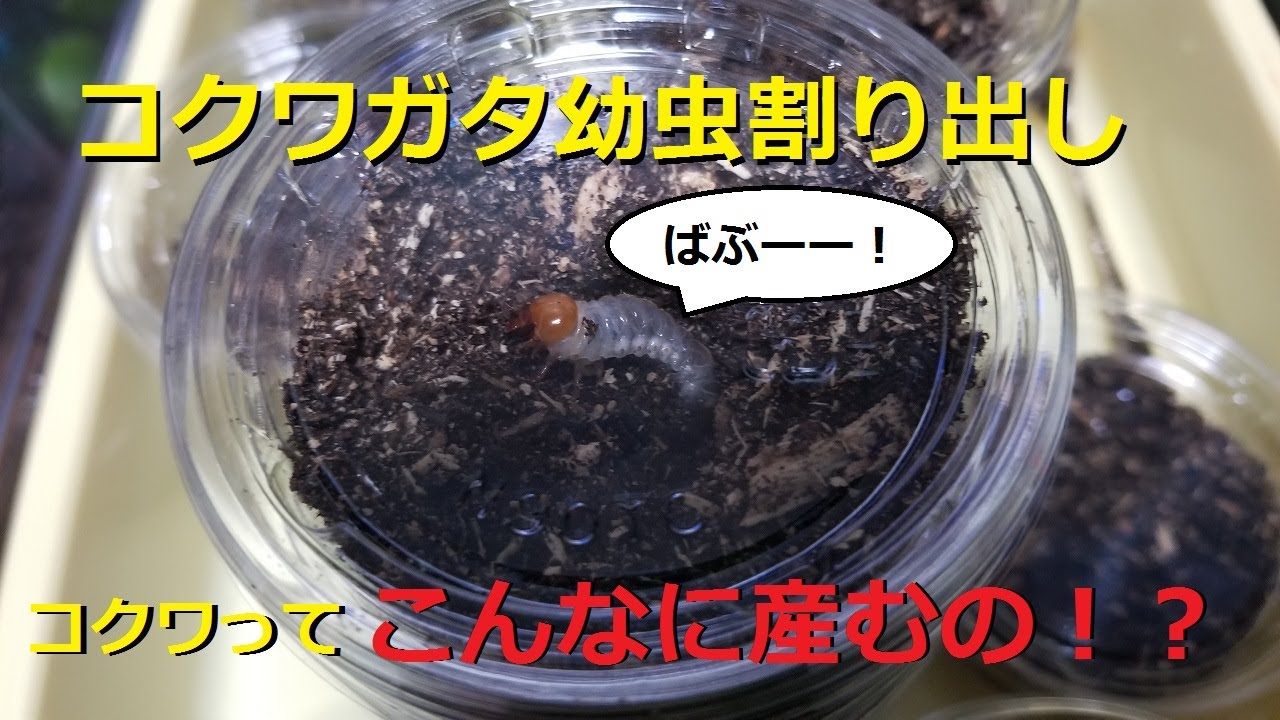 コクワガタの幼虫の割り出し作業