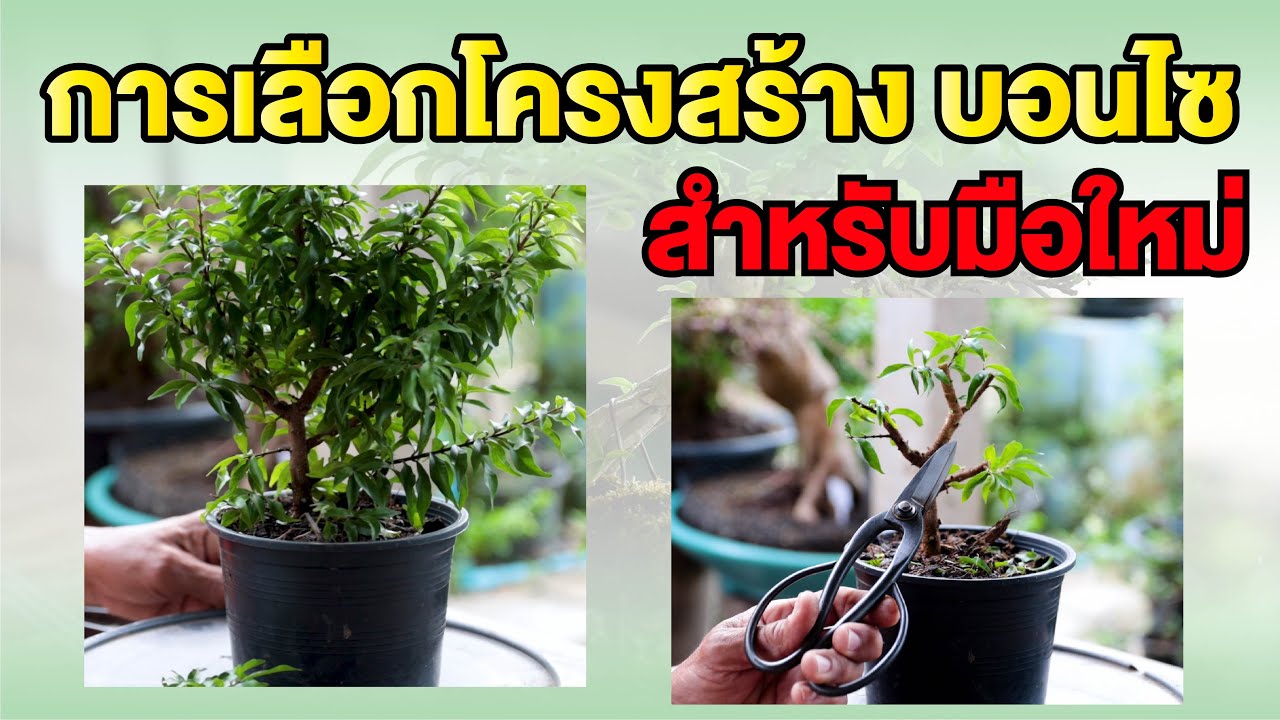 Bonsai Station [บอนไซมือใหม่ป้ายแดง] EP.7 เลือกโครสร้างทำบอนไซสำหรับมือใหม่