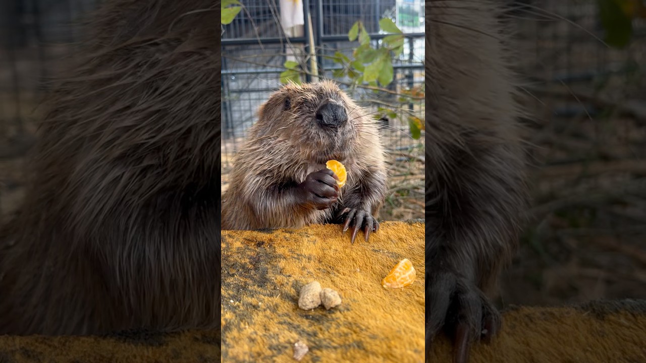 Moment of zen with Tulip #beavers #beaver #tulipbeaver #cute #asmr