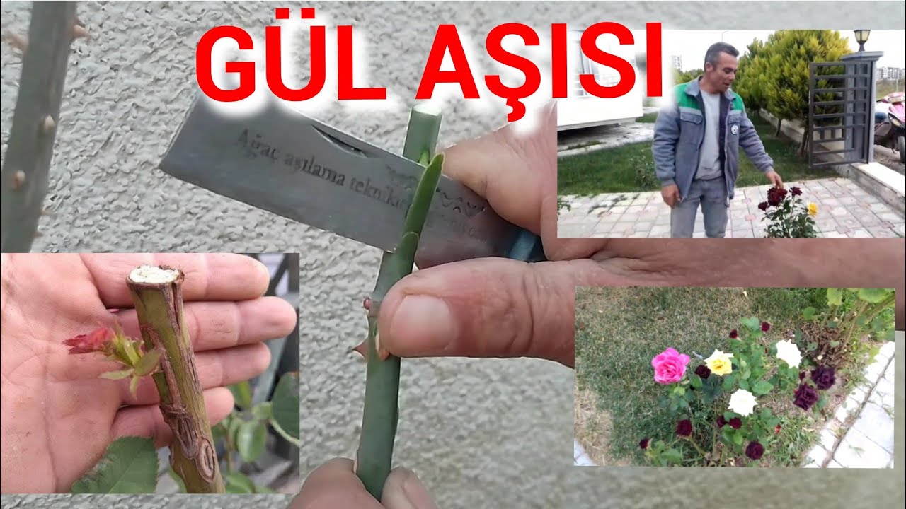 Gül aşısı nasıl yapılır.🌹#GülYongalıGözAşısı  #BastonGülAşısıNasılYapılır #aşılama #gül